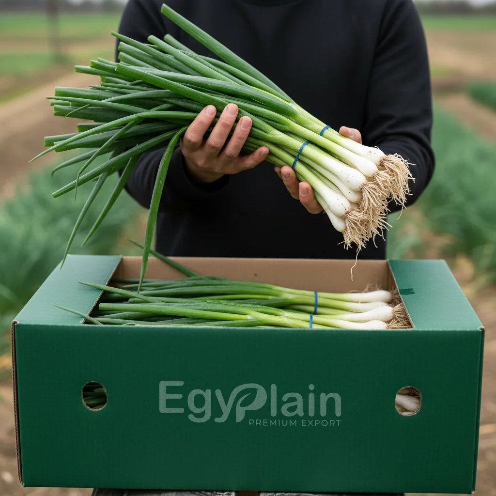 Egyplain — Building a Brand from the Name Up — creative work 2